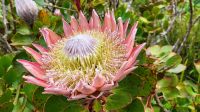 73 Abbey Garden Auf Tresco